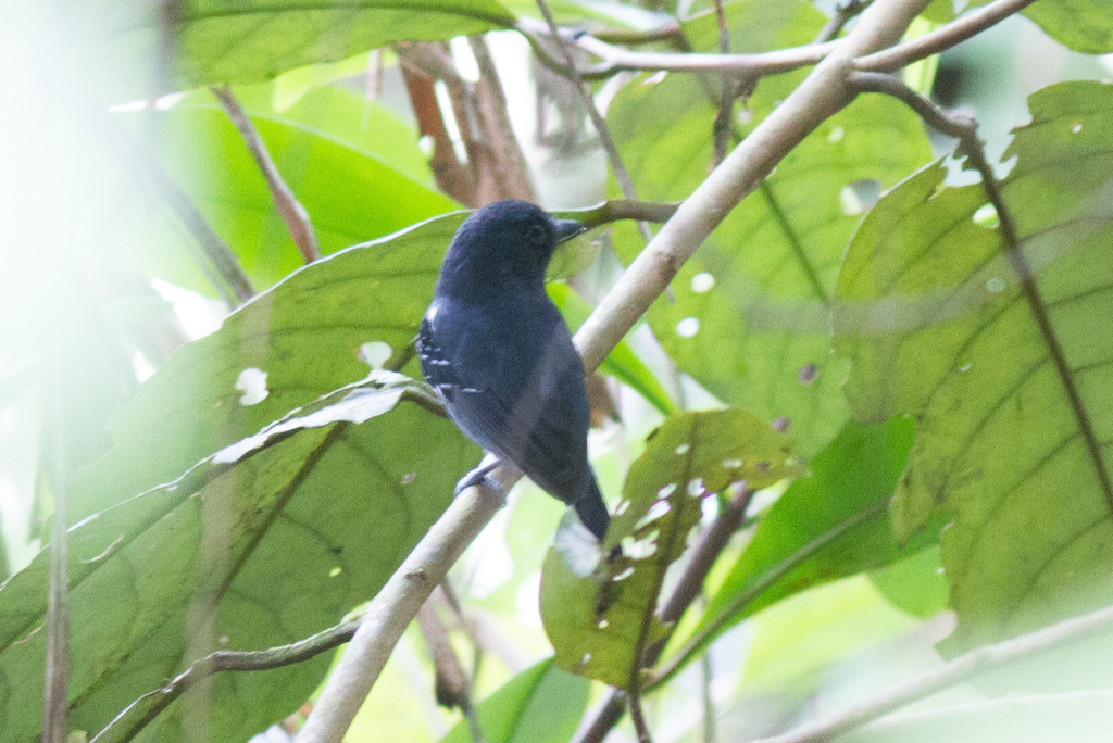 White-streaked Antvireo