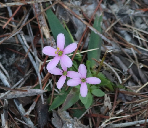 Image of Sabatia brachiata by (c) Lauren McLaurin, some rights reserved (CC BY)