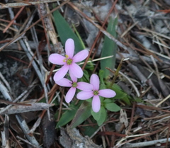 Sabatia brachiata