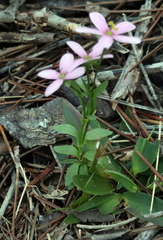 Sabatia brachiata