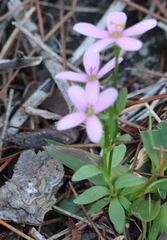 Sabatia brachiata
