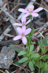 Sabatia brachiata
