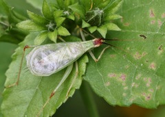 Oecanthus varicornis