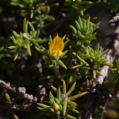 Aspalathus juniperina juniperina