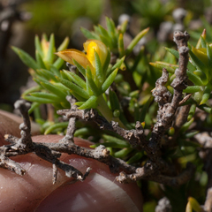 Aspalathus juniperina juniperina