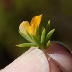 Aspalathus juniperina juniperina