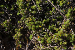 Aspalathus juniperina juniperina