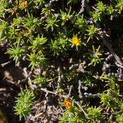Aspalathus juniperina juniperina