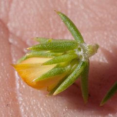 Aspalathus juniperina juniperina