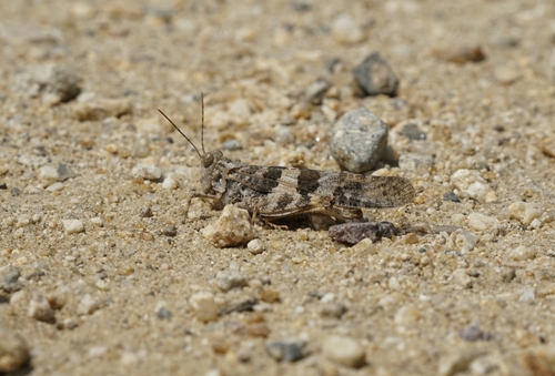 iNaturalist observation photo of Pallid-winged Grasshopper