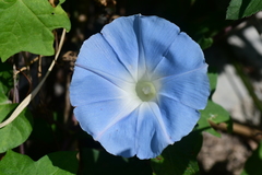 Ipomoea nil