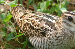 Gallinago stenura