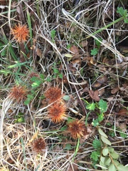 Acaena ovalifolia