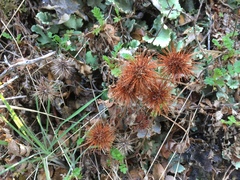 Acaena ovalifolia