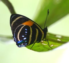 Callicore lyca aerias