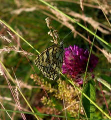 Melanargia russiae