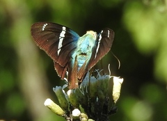 Astraptes fulgerator azul