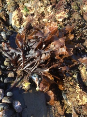 Mazzaella laminarioides