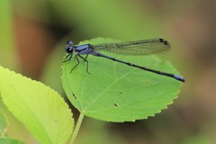 Argia pulla