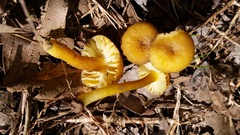 Hygrocybe caespitosa
