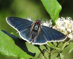 Elbella scylla