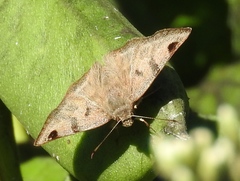 Arteurotia tractipennis tractipennis