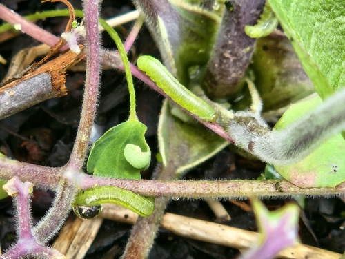 Columbine sawfly photo 5