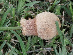 Parkia timoriana