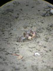 Pseudohelice subquadrata