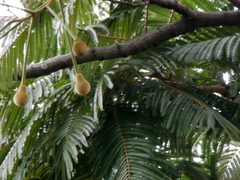 Parkia timoriana