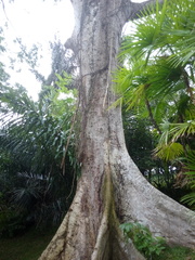 Parkia timoriana