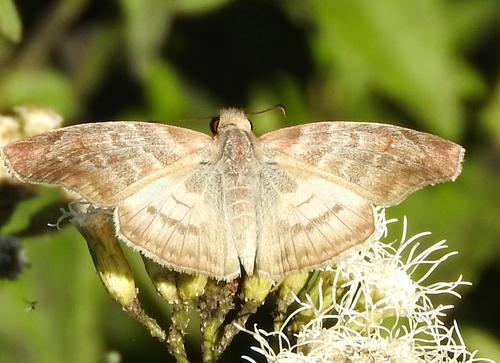 Mylon pelopidas