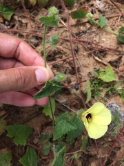 Pavonia cancellata