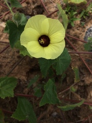Pavonia cancellata