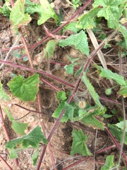 Pavonia cancellata