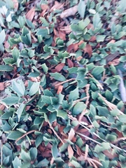 Ceanothus prostratus