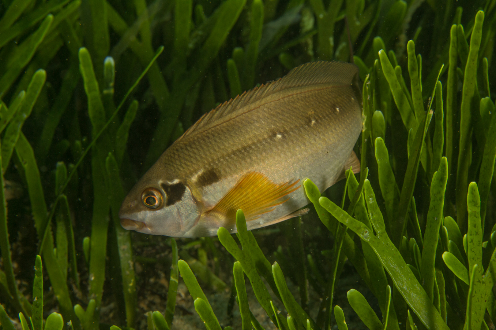 Chirodactylus brachydactylus (Cuvier, 1830)