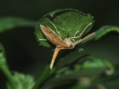 Endocrossis caldusalis