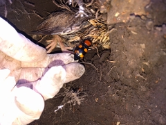 Nicrophorus americanus