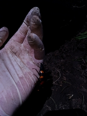 Nicrophorus americanus