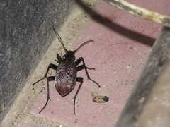 Carabus smaragdinus