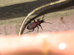 Carabus smaragdinus