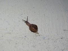 Acusta