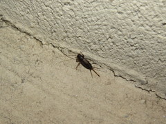 Loxoblemmus equestris