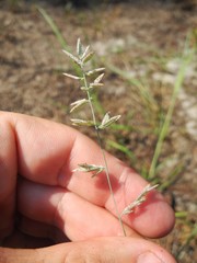Eragrostis cumingii