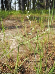 Eragrostis cumingii