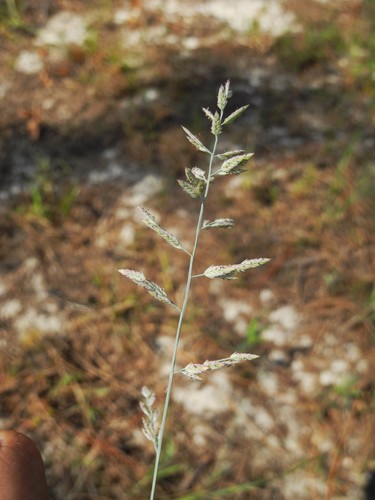 Cuming's lovegrass (Eragrostis cumingii)