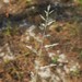 Eragrostis cumingii - Photo (c) Howard Horne, some rights reserved (CC BY-NC), uploaded by Howard Horne
