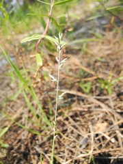 Eragrostis cumingii