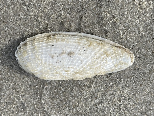 White Piddock, Schiermonnikoog National Park, Schiermonnikoog, Provinz Friesland, NL, photo 9 of 10